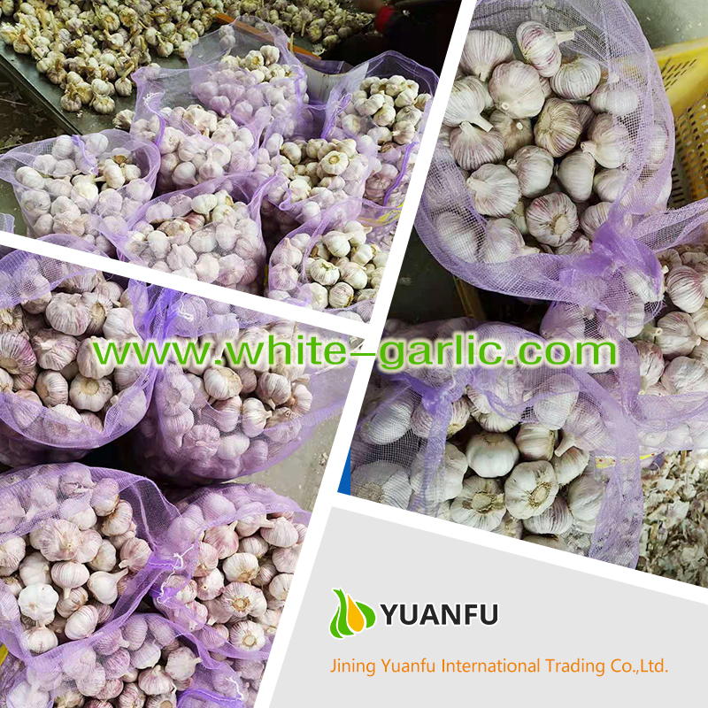 garlic exporters